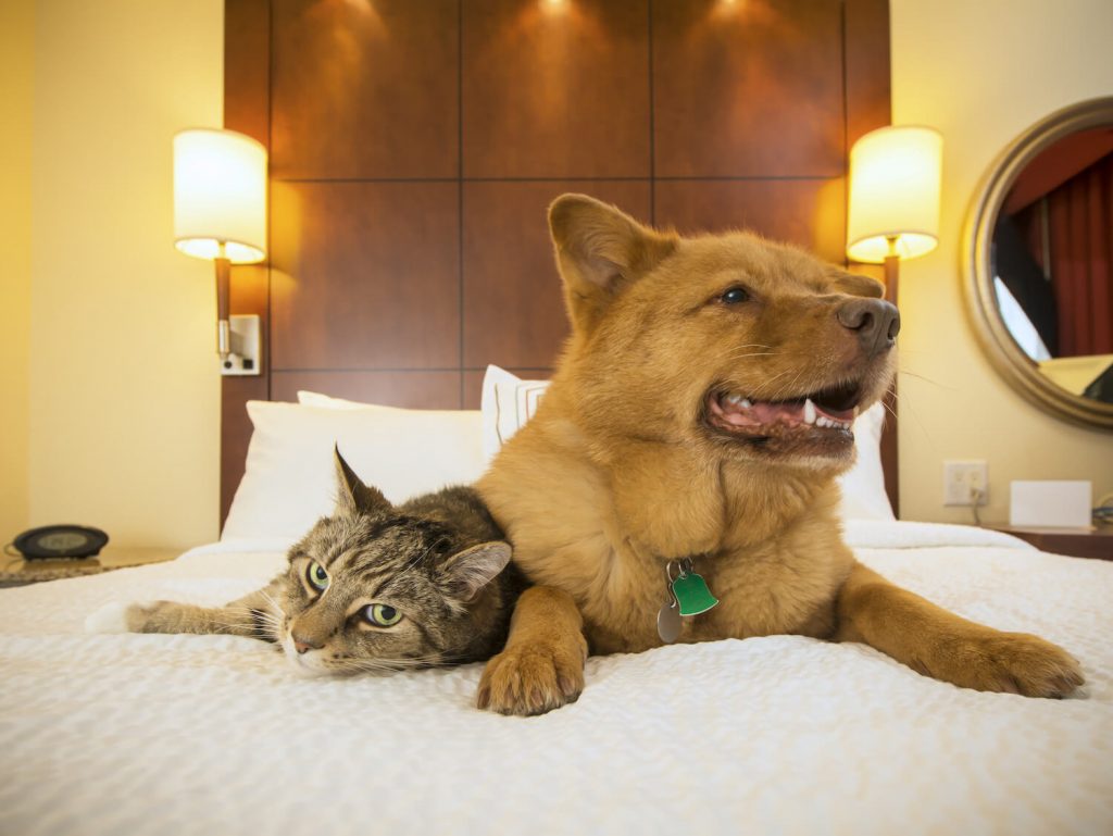 Pet accommodation survey
