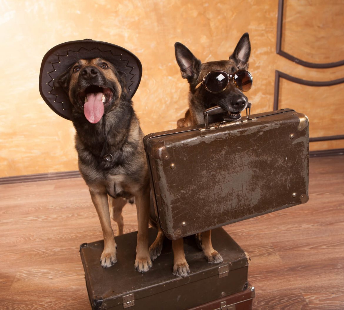 Pet accommodation survey