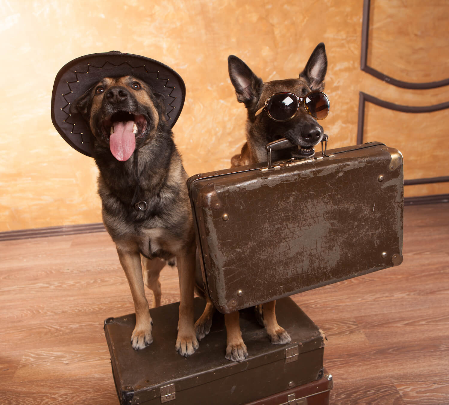Pet accommodation survey Pet accommodation survey