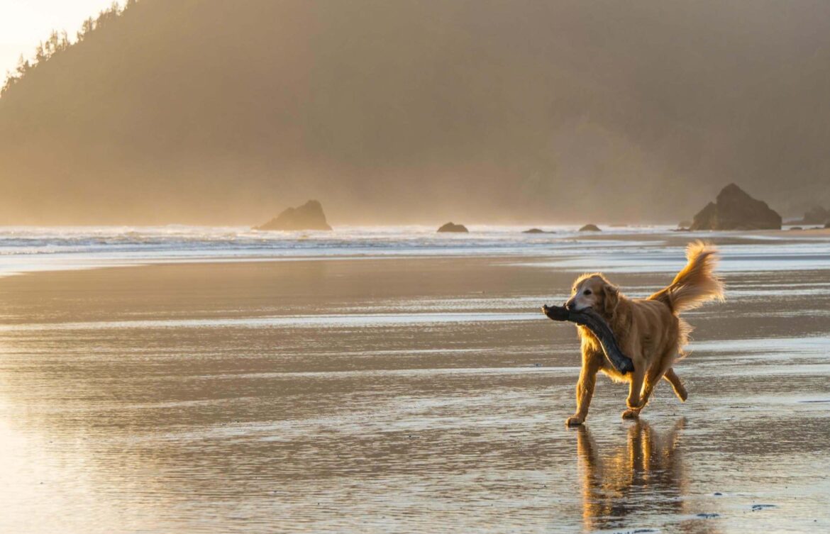 Dog Beach