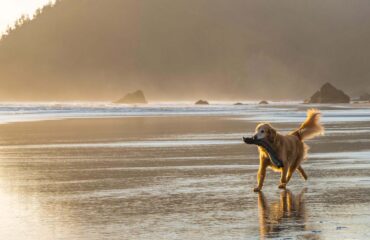 Dog Beach