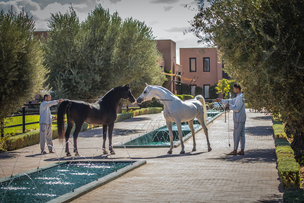 Selman Marrakech Horses