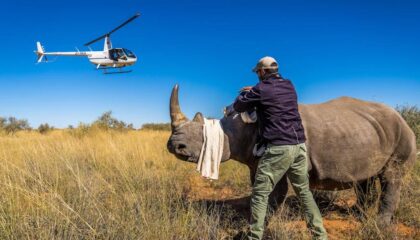 Tswalu rhino notching