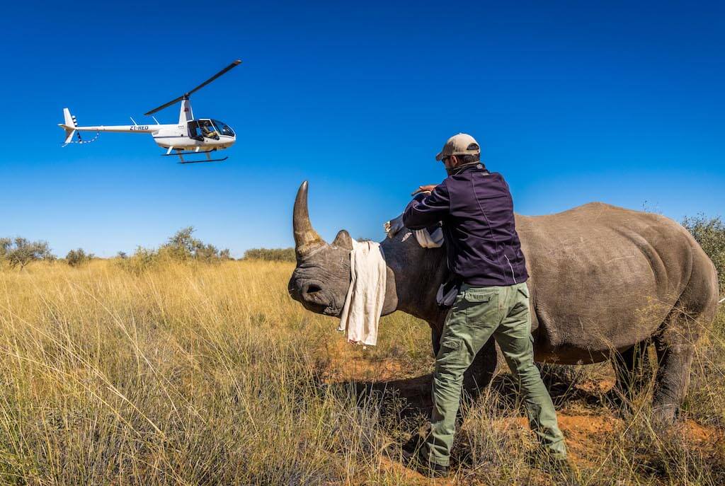 Tswalu rhino notching