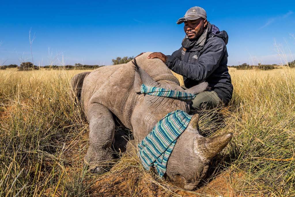 Tswalu rhino notching